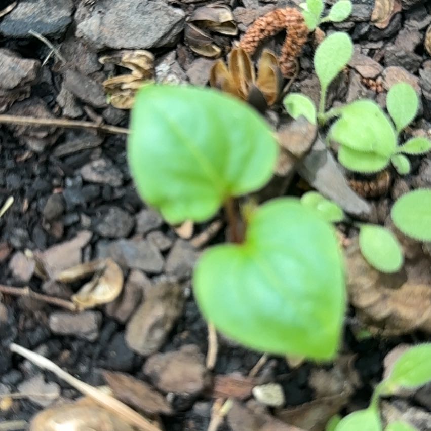 Photo of the plant species Canada Mayflower by @ClementAgboy53 named Rosa on Greg, the plant care app