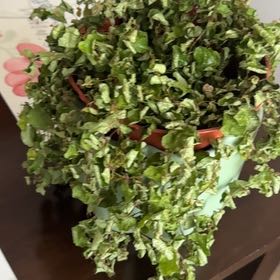 Photo of the plant species fig ivy by @PrizedWorm55 named Leonardo on Greg, the plant care app