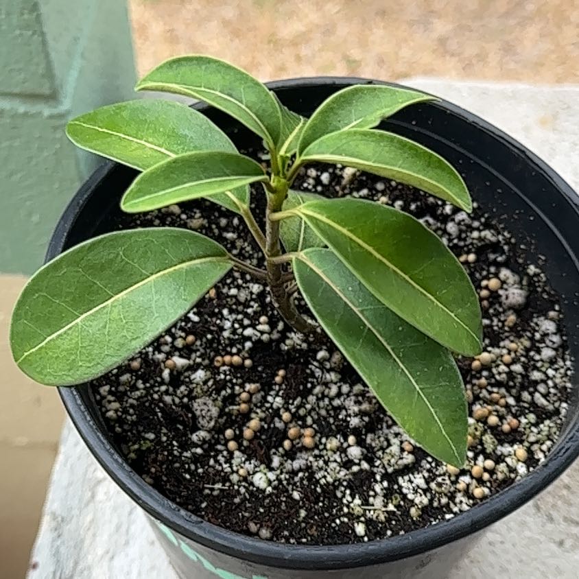 Photo of the plant species Jasmine by @HoorayPurei44 named Bruce Lee on Greg, the plant care app