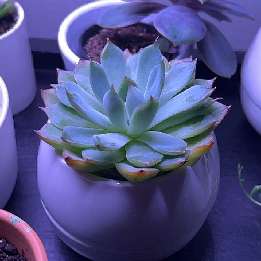 Photo of the plant species Echeveria 'Soul Fairy' by @FitPeony61 named Pax on Greg, the plant care app