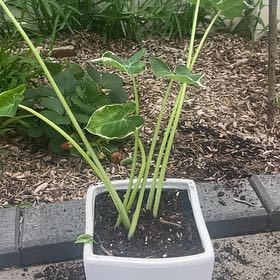 Photo of the plant species Mickey Mouse Taro by @SuaveOnion94 named Athena on Greg, the plant care app