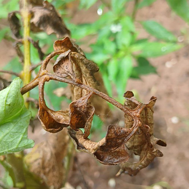 Photo of the plant species Apple of Peru by @LadyRedbanana9 named Michelle Branch on Greg, the plant care app