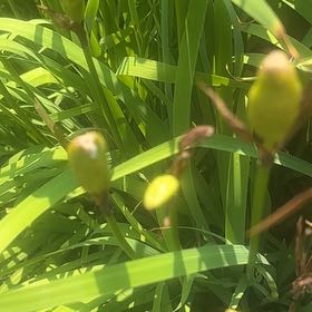 Photo of the plant species Blackberry Lily by @SassyPetuniamix named Demi on Greg, the plant care app