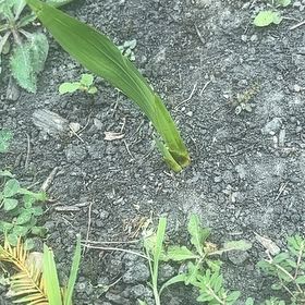 Photo of the plant species Syagrus Romanzoffiana by @SassyPetuniamix named Doja Cat on Greg, the plant care app