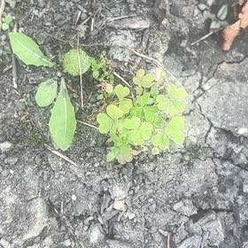 Photo of the plant species Common Yellow Woodsorrel by @SassyPetuniamix named Walt on Greg, the plant care app