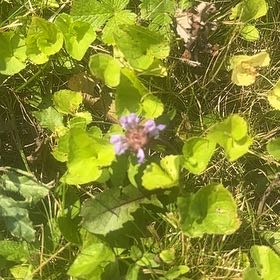 Photo of the plant species Common Selfheal by @SassyPetuniamix named Sonora on Greg, the plant care app