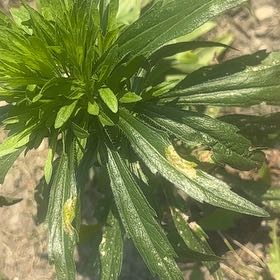 Photo of the plant species Daisy by @SassyPetuniamix named Michelle Branch on Greg, the plant care app
