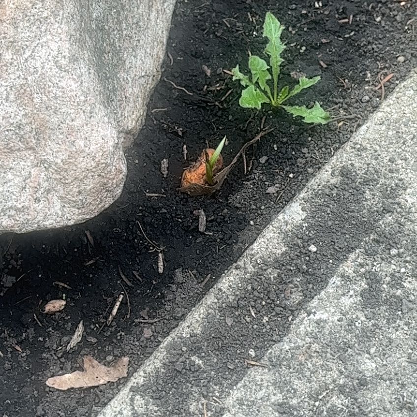 Photo of the plant species Epazote by @SassyPetuniamix named Huckleberry Fern on Greg, the plant care app