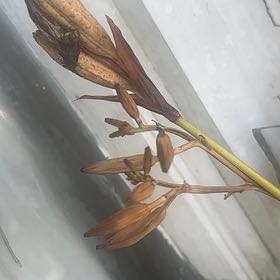 Photo of the plant species Mountain Flax by @SassyPetuniamix named Stella on Greg, the plant care app
