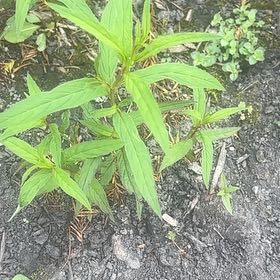 Photo of the plant species Purpleleaf Willowherb by @SassyPetuniamix named Anne on Greg, the plant care app
