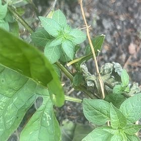 Photo of the plant species Bittersweet by @SassyPetuniamix named Tupot amaroot on Greg, the plant care app