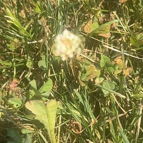Photo of the plant species White Clover by @SassyPetuniamix named Rosa on Greg, the plant care app