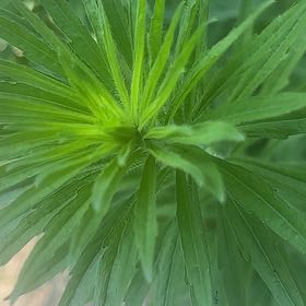 Photo of the plant species Daisy by @SassyPetuniamix named Aria on Greg, the plant care app
