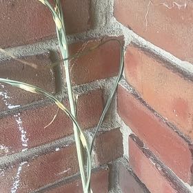 Photo of the plant species Barren Brome by @SassyPetuniamix named Wall-E on Greg, the plant care app