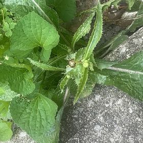 Photo of the plant species Hairy Galinsoga by @SassyPetuniamix named Orlando Bloom on Greg, the plant care app