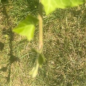Photo of the plant species Creeping Cucumber by @SassyPetuniamix named Xena on Greg, the plant care app