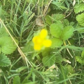 Photo of the plant species Mock Strawberry by @SassyPetuniamix named Homer on Greg, the plant care app