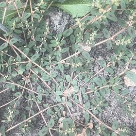 Photo of the plant species Milk Purslane by @SassyPetuniamix named Kesha on Greg, the plant care app