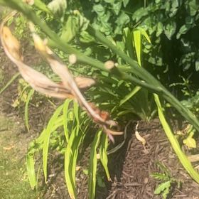 Photo of the plant species Orange Daylily by @SassyPetuniamix named Mochi on Greg, the plant care app