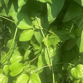 Photo of the plant species Sweet Autumn Virginsbower by @SassyPetuniamix named Bigleef Smalls on Greg, the plant care app