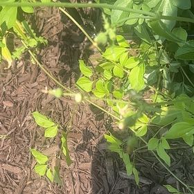 Photo of the plant species Spreading Jacob's Ladder by @SassyPetuniamix named Tolkien on Greg, the plant care app