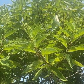 Photo of the plant species Panicle Hydrangea by @SassyPetuniamix named Keanu Leaves on Greg, the plant care app