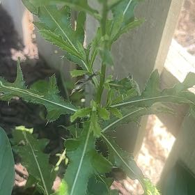 Photo of the plant species Canada Thistle by @SassyPetuniamix named Kardashian on Greg, the plant care app