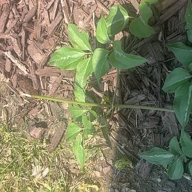 Photo of the plant species Camphor by @SassyPetuniamix named Beckham on Greg, the plant care app