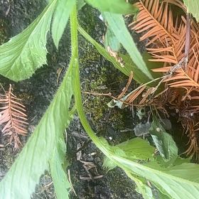 Photo of the plant species American Burnweed by @SassyPetuniamix named Curie on Greg, the plant care app