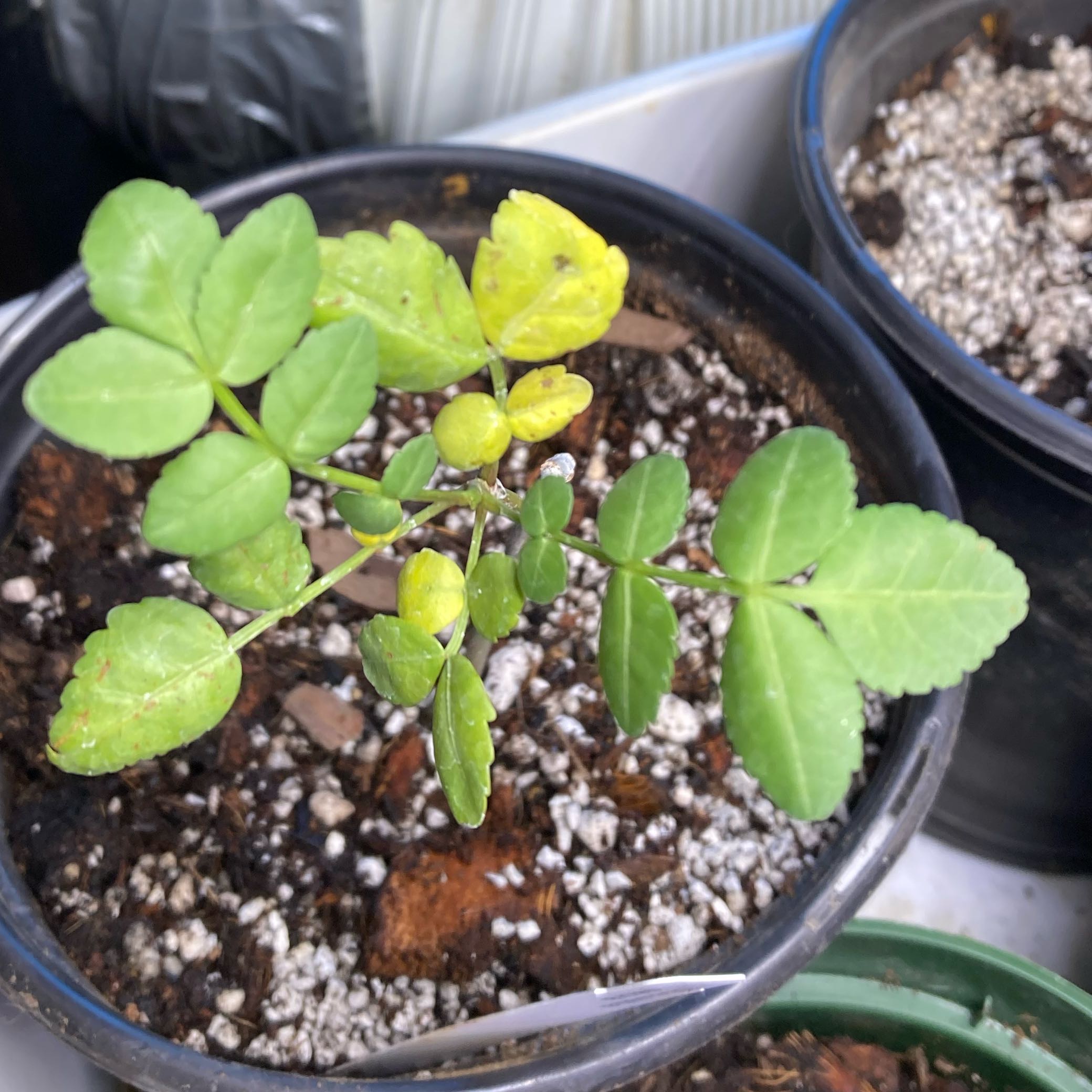 Photo of the plant species Copal by @PractisedTawa62 named Stella on Greg, the plant care app