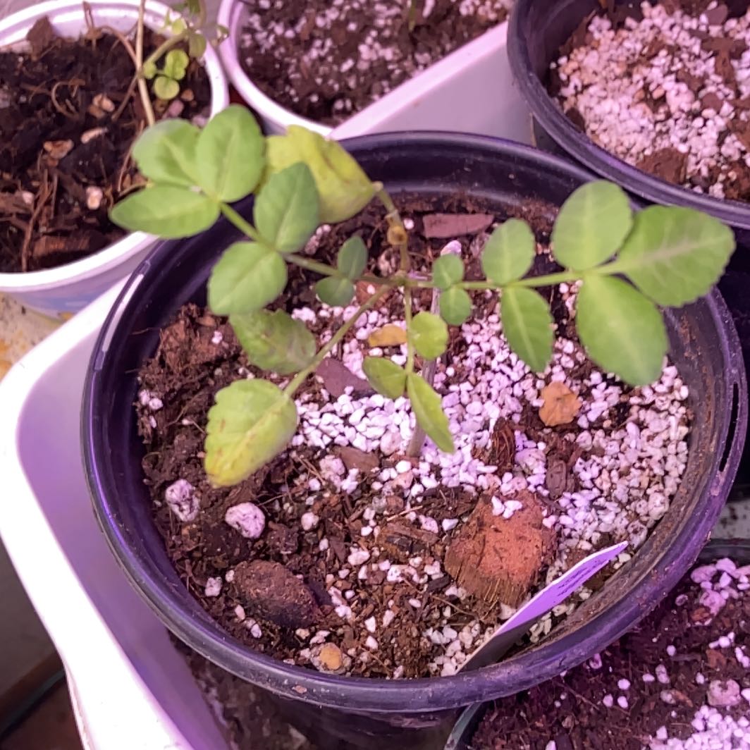 Photo of the plant species Copal by @PractisedTawa62 named Drake on Greg, the plant care app