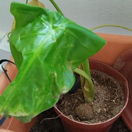 Photo of the plant species Typhonium by @AbleBlackhaw93 named Harmony on Greg, the plant care app