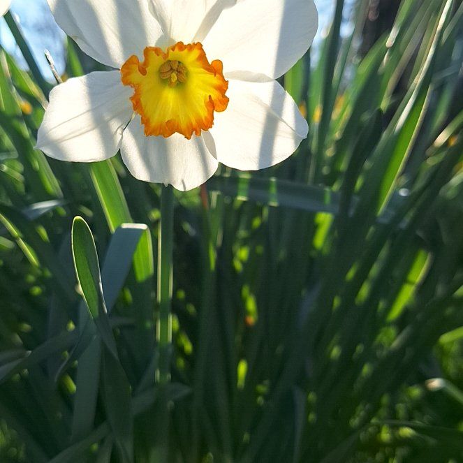 Photo of the plant species Poet's Narcissus by @AnewLavender20 named Aristotle on Greg, the plant care app