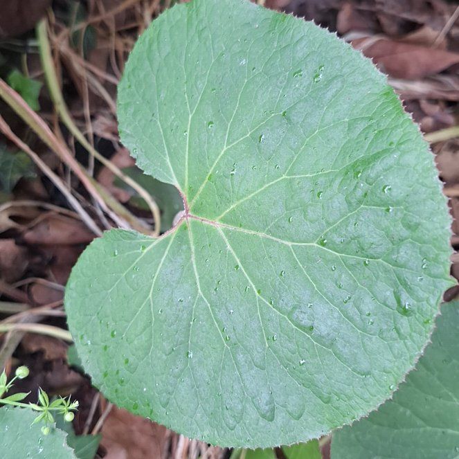 Photo of the plant species European Wild Ginger by @AnewLavender20 named Sigmund on Greg, the plant care app