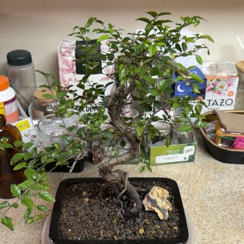 Photo of the plant species Chinese Sweet Plum by @Shivdrgn named Sahara on Greg, the plant care app