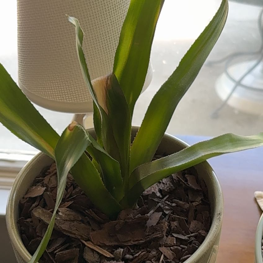 Photo of the plant species Bromeliad by @SwellCosmo86 named Demi on Greg, the plant care app
