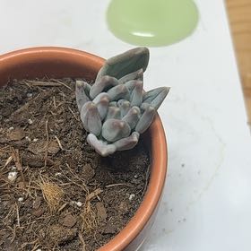 Photo of the plant species Dudleya Greenei by @grantlogan named Archer on Greg, the plant care app