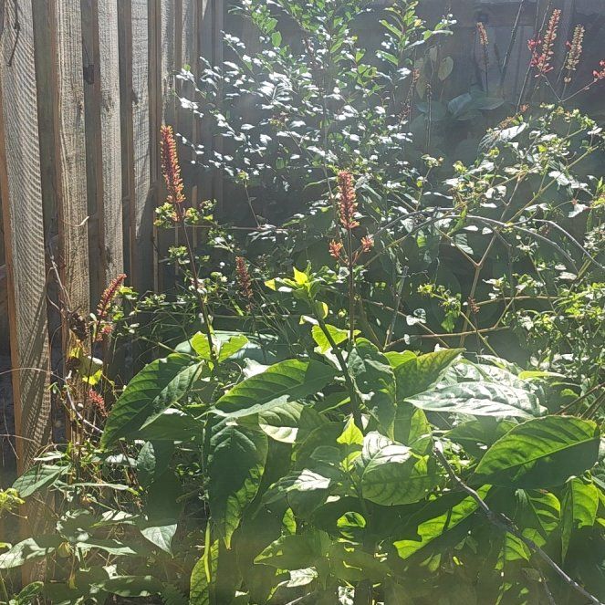 Photo of the plant species Odontonema tubaeforme by @IntenseHedera33 named Mando on Greg, the plant care app