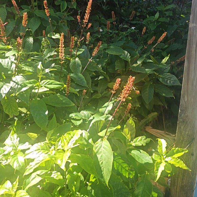 Photo of the plant species Odontonema tubaeforme by @IntenseHedera33 named Queen on Greg, the plant care app