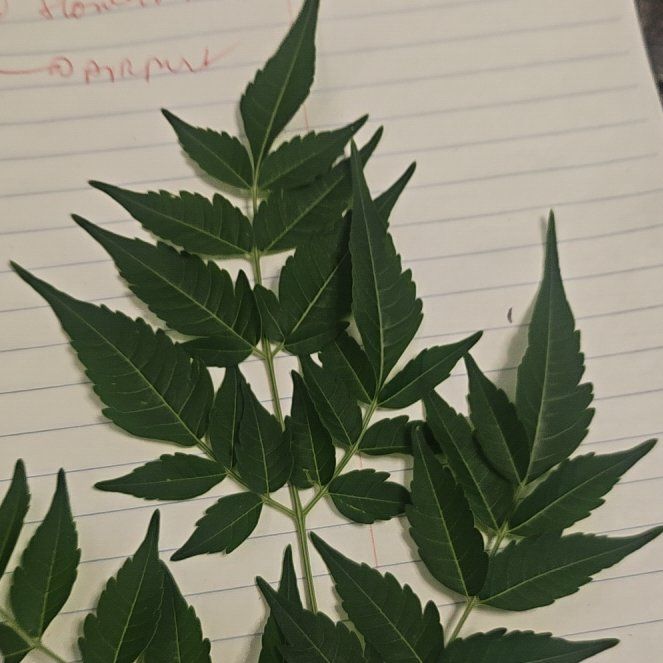 Photo of the plant species Chinaberry by @IntenseHedera33 named Spike Leaves on Greg, the plant care app