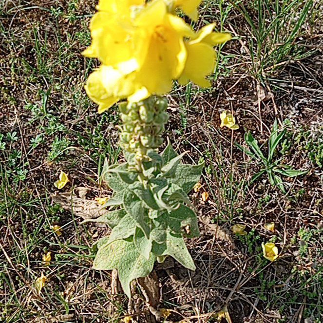Photo of the plant species Redsepal Evening Primrose by @RefinedWorm57 named Aristotle on Greg, the plant care app