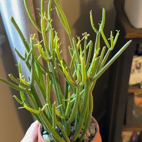 Photo of the plant species Fire Sticks by @RootedInRuin named Tree Diddy on Greg, the plant care app