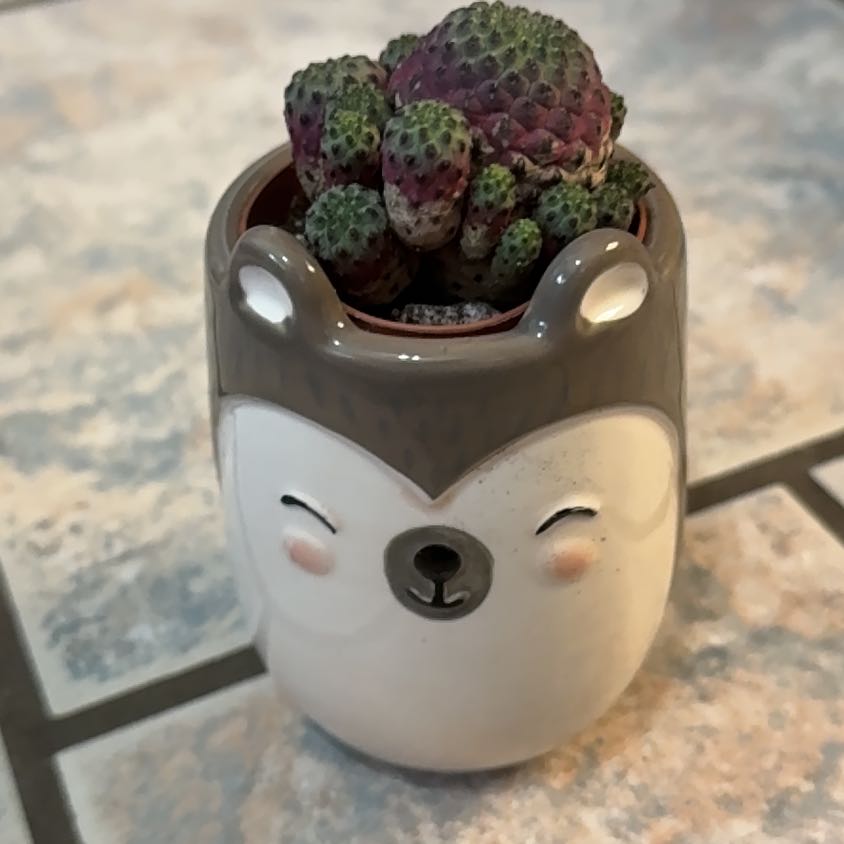 Photo of the plant species Violet Skin Cactus by @RootedInRuin named Khaleesi on Greg, the plant care app