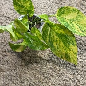 Photo of the plant species Fernando’s Fire Pothos by @RootedInRuin named Rihanna on Greg, the plant care app