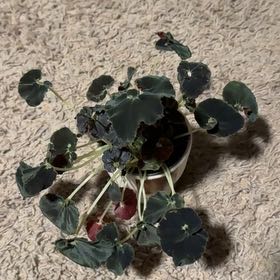 Photo of the plant species Begonia 'Black Mamba' by @RootedInRuin named Captain Plant-it on Greg, the plant care app
