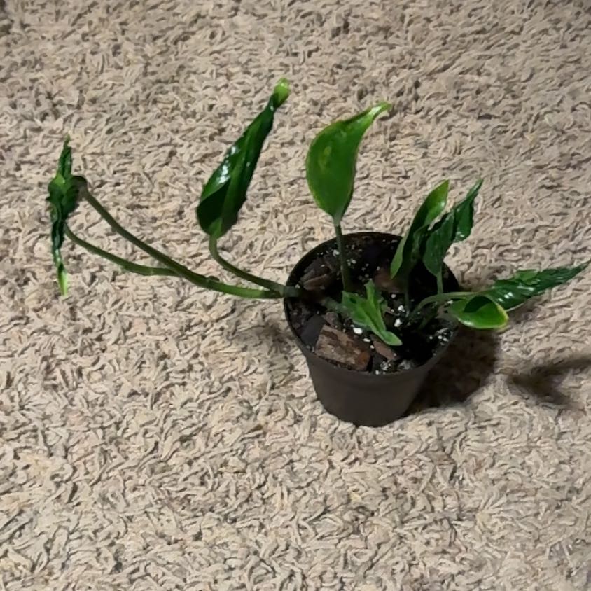 Photo of the plant species Shangri La by @RootedInRuin named Lola on Greg, the plant care app