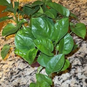 Photo of the plant species Emerald Pothos by @RootedInRuin named Duke on Greg, the plant care app