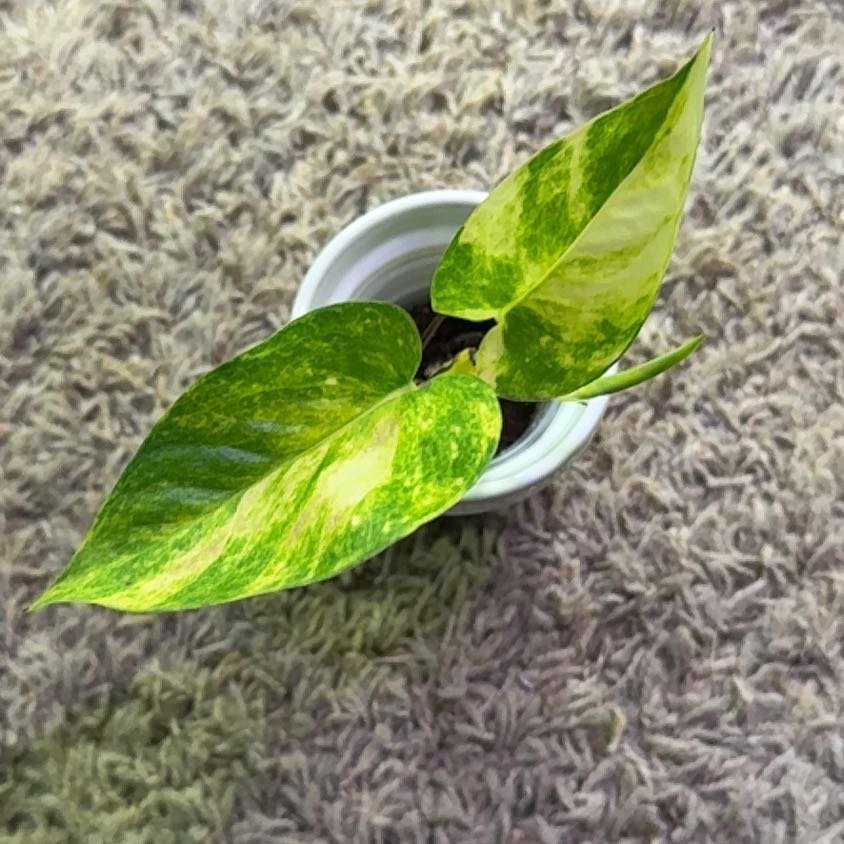 Photo of the plant species Epipremnum aureum ‘Teruno Robin’ by @RootedInRuin named Beyonce on Greg, the plant care app