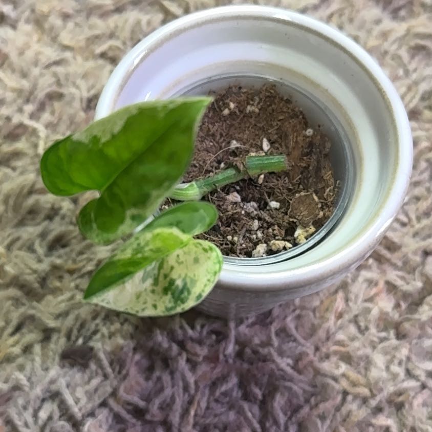 Photo of the plant species Japanese Global Pothos by @RootedInRuin named Delilah on Greg, the plant care app