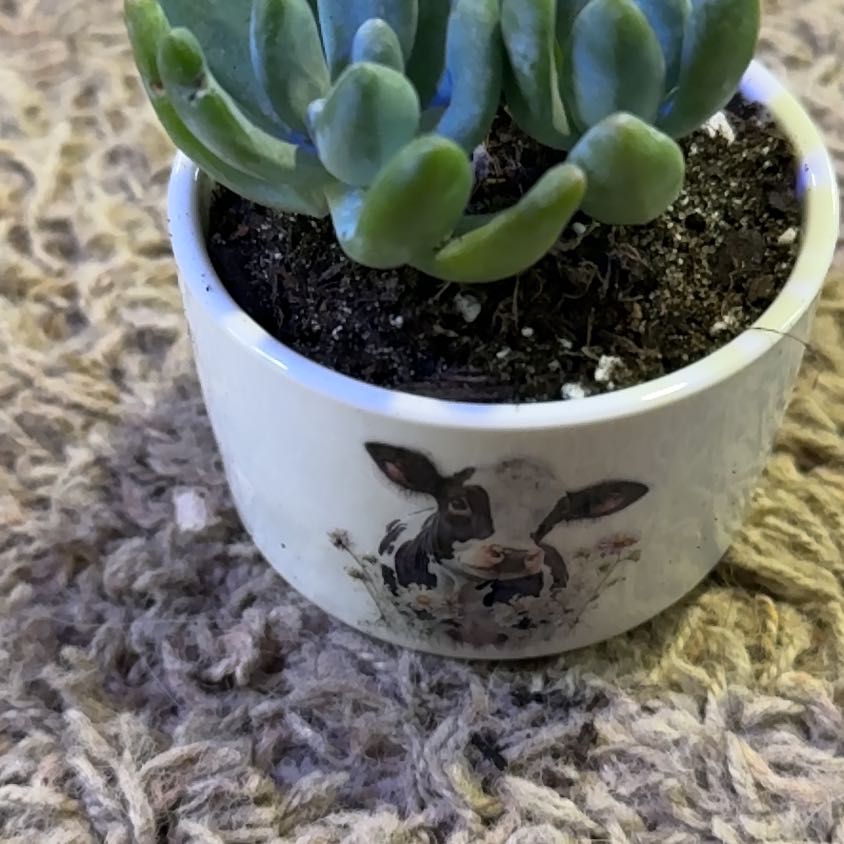 Photo of the plant species Blue Giant by @RootedInRuin named Austen on Greg, the plant care app